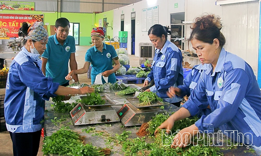 Phùng Nguyên phát triển sản xuất gắn với trách nhiệm bảo vệ môi trường