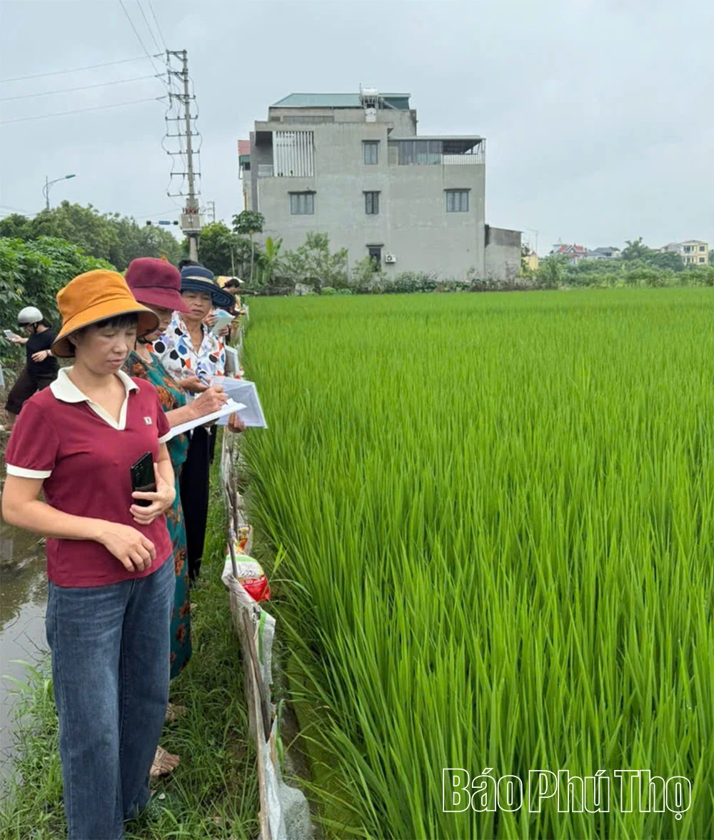 Đảm bảo an toàn dịch bệnh trên đồng ruộng