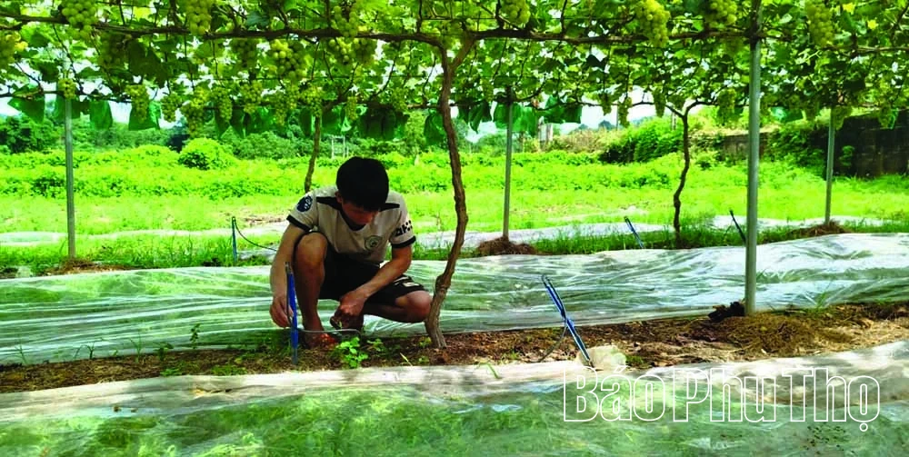 Sản xuất nông nghiệp hiện đại ở Tam Nông
