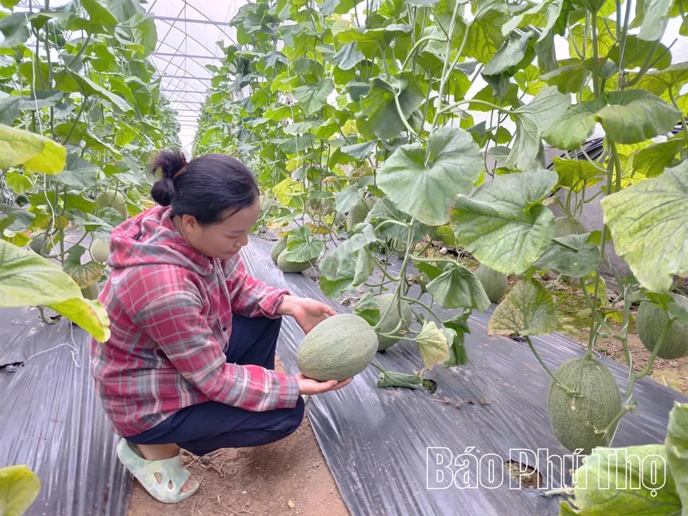 Nâng giá trị đất canh tác