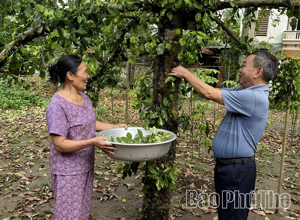Đánh thức thương hiệu tầm gửi cây gạo