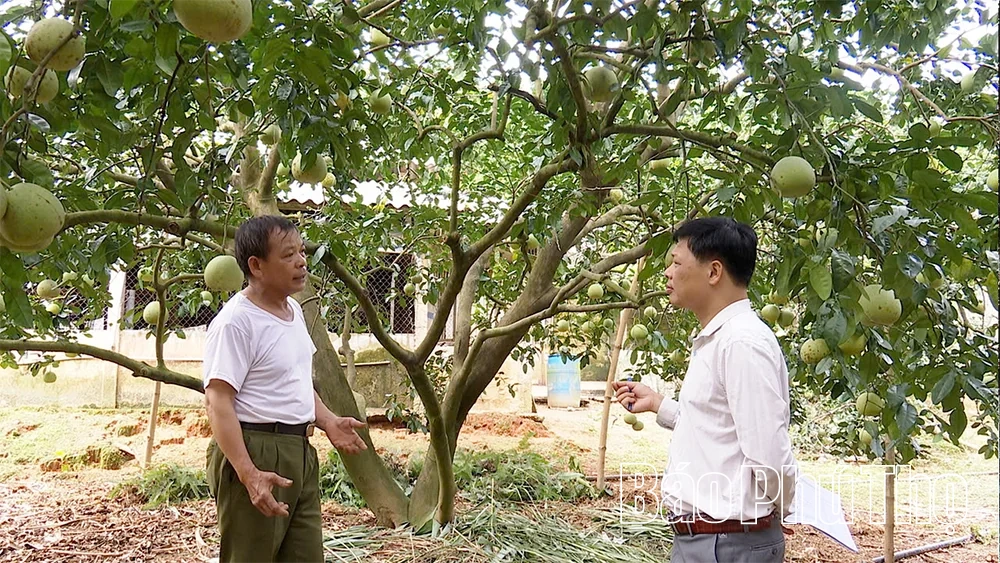 Nông nghiệp Phú Thọ: Đổi mới tư duy, nâng tầm giá trị - Kỳ 3: Khát vọng làm giàu bền vững trên mảnh đất quê hương