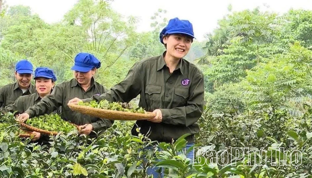 Nông nghiệp Phú Thọ: Đổi mới tư duy, nâng tầm giá trị - Kỳ 3: Khát vọng làm giàu bền vững trên mảnh đất quê hương