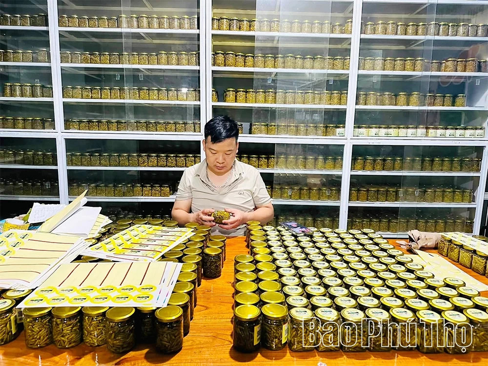 Vị cay từ núi Rẽ Vơng