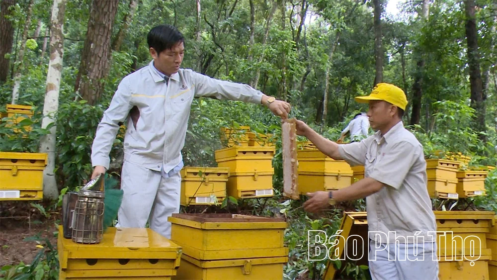 Nông nghiệp Phú Thọ: Đổi mới tư duy, nâng tầm giá trị