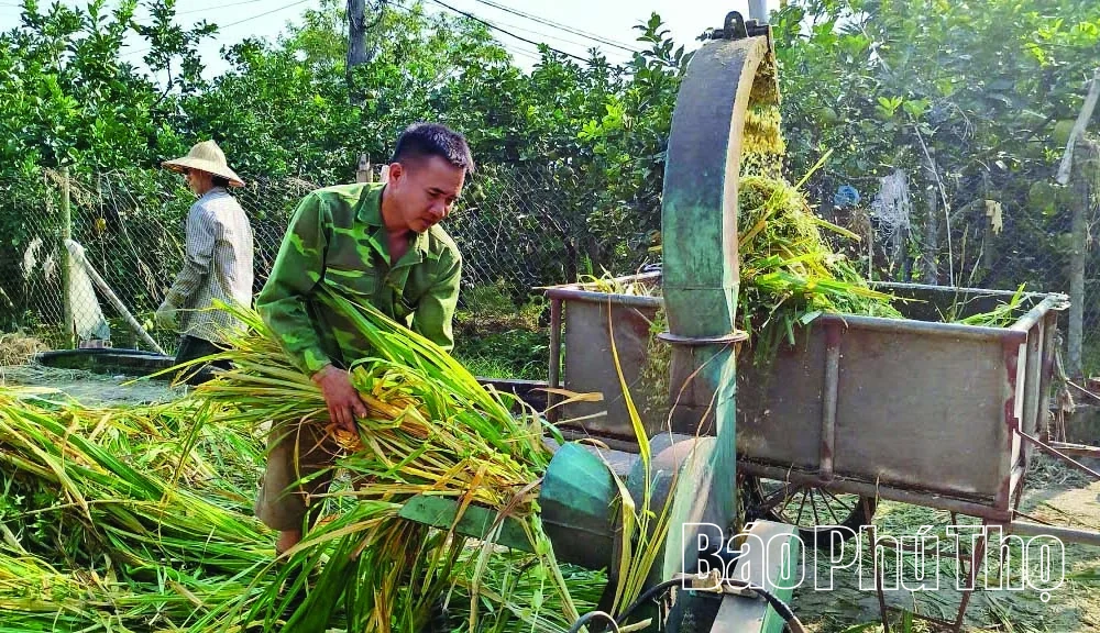 Hiệu quả kinh tế từ tận dụng rơm, rạ sau thu hoạch
