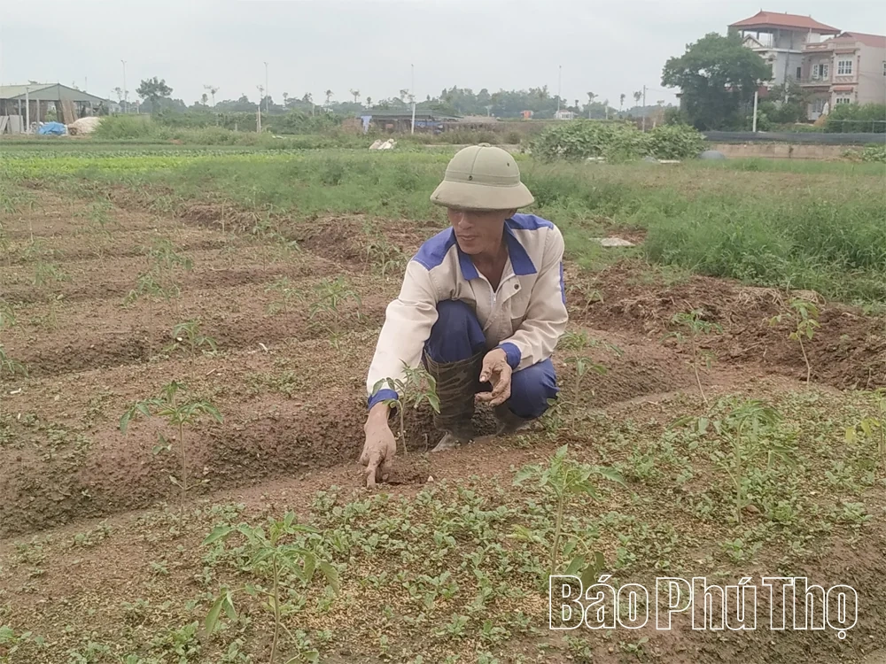 Từ đồng rau đến chuỗi giá trị Trường Thịnh