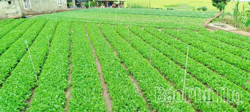 Từ đồng rau đến chuỗi giá trị Trường Thịnh