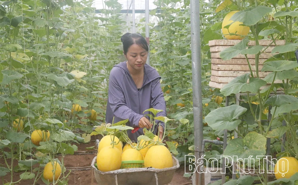 Rực rỡ mùa vàng dưa Hoàng Kim