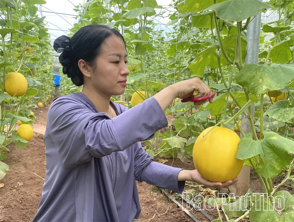 Rực rỡ mùa vàng dưa Hoàng Kim