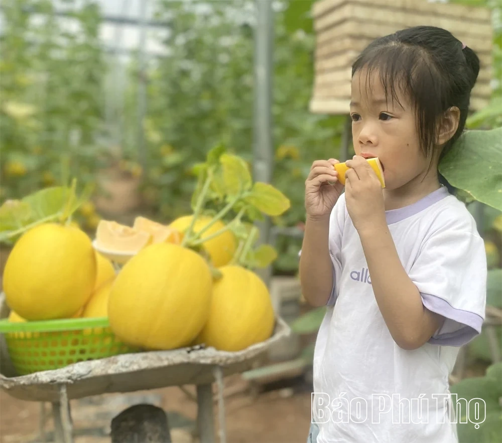 Rực rỡ mùa vàng dưa Hoàng Kim