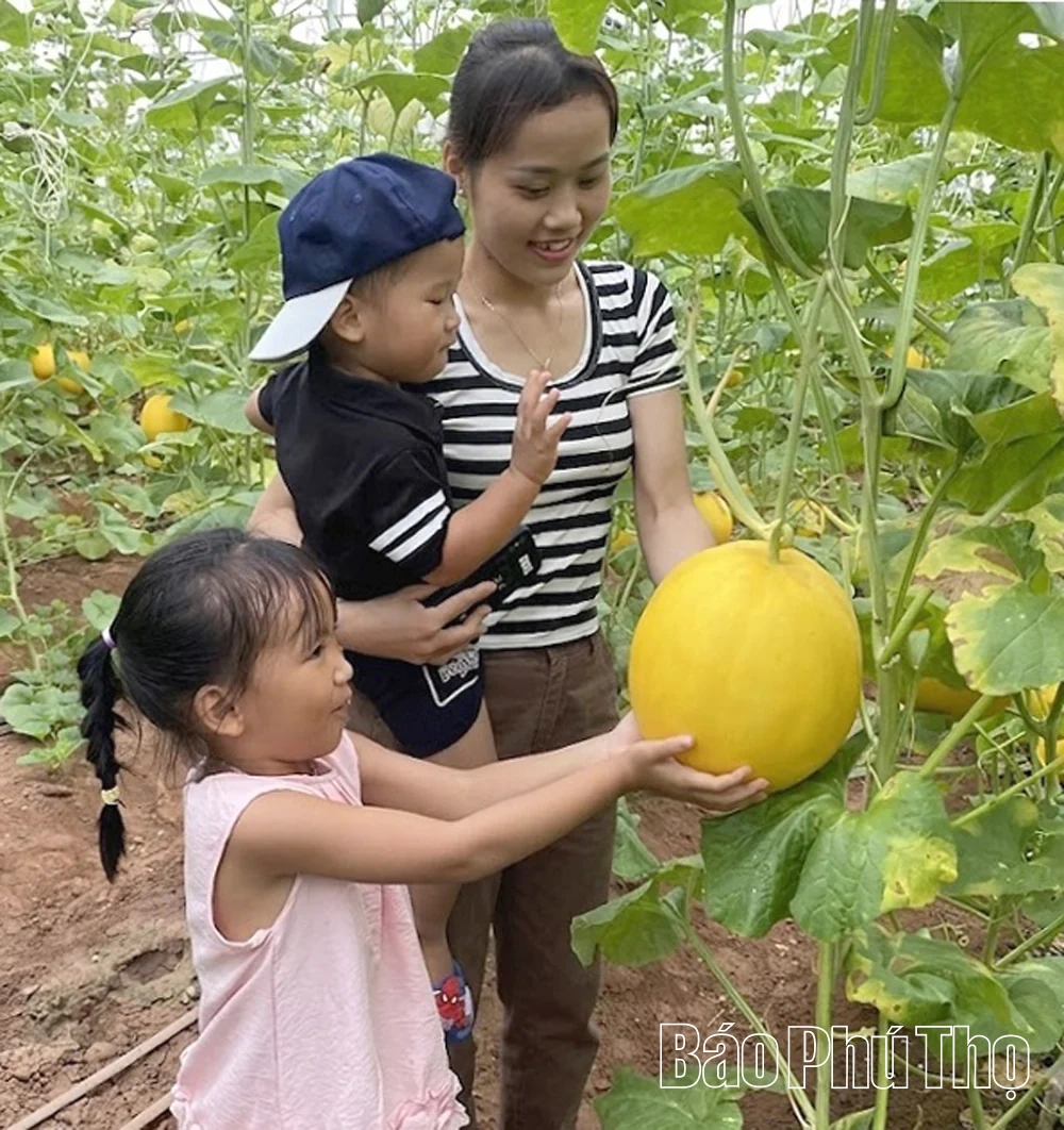 Rực rỡ mùa vàng dưa Hoàng Kim