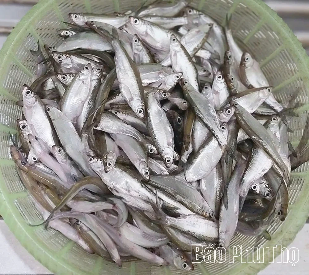 Dam Vac Small Freshwater Fish – A Famed Natural Specialty of the Ancestral Land