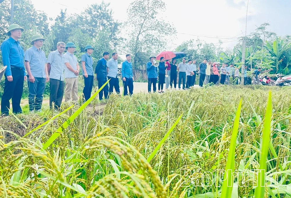 Sơn Lương: Đánh thức tiềm năng kinh tế nông nghiệp