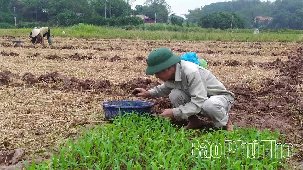 Chuẩn bị vật tư cho sản xuất vụ Đông