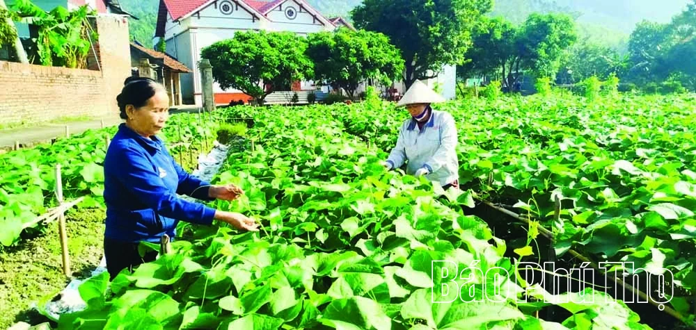 Phát triển nông nghiệp cận đô thị theo hướng hiện đại