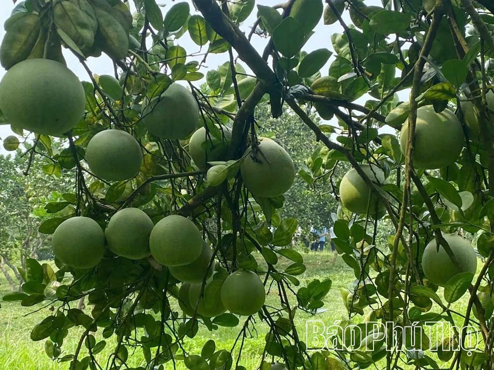 Nâng cao hiệu quả quản lý mã số vùng trồng