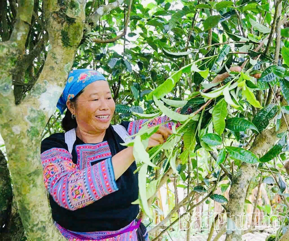 Phú Thọ đưa sản phẩm OCOP vào chuỗi giá trị du lịch