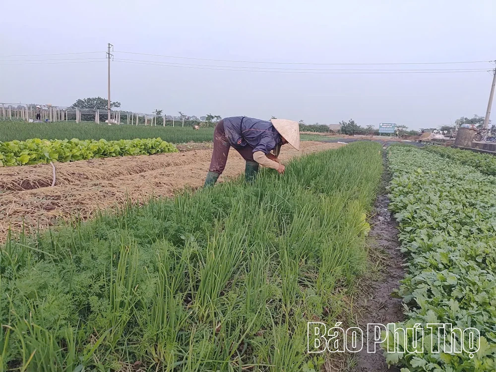 Khoa học kỹ thuật - “đòn bẩy” nâng giá trị rau an toàn ở Phùng Nguyên