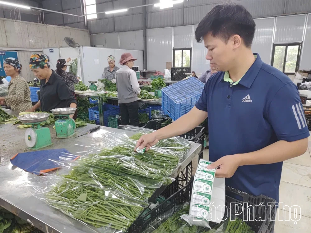 Khoa học kỹ thuật - “đòn bẩy” nâng giá trị rau an toàn ở Phùng Nguyên
