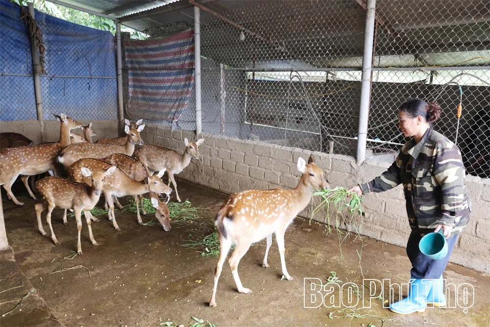Nông dân Chí Đám thi đua sản xuất, kinh doanh giỏi