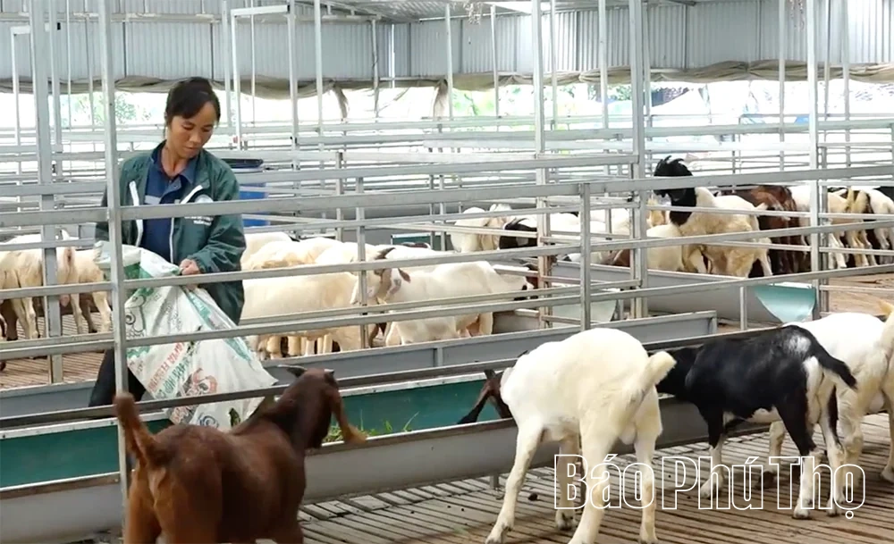 Cự Đồng phát triển kinh tế xanh, bền vững