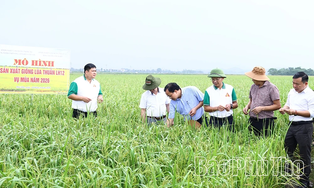 Trình diễn giống lúa thuần LC26 và LH12 vụ Mùa 2026
