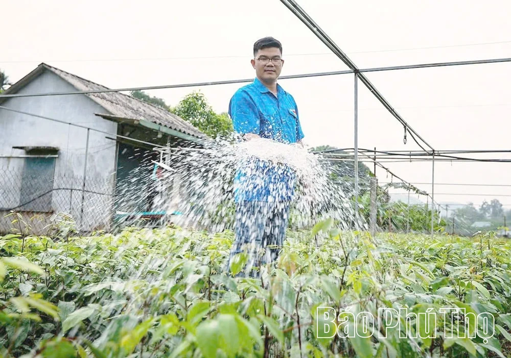 Tiên phong phát triển kinh tế từ vườn ươm lâm nghiệp