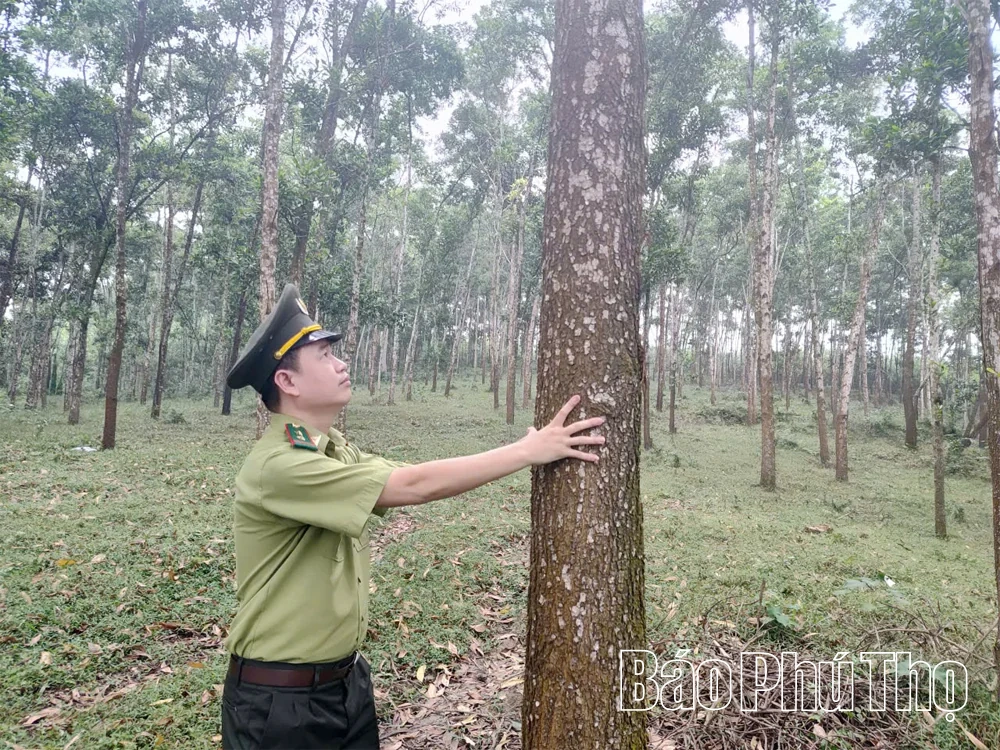 Nâng cao hiệu quả kinh tế rừng