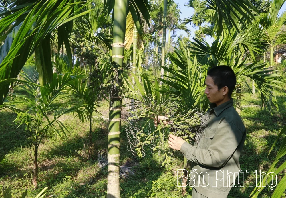 Cau ngoại bén rễ, đất rừng thơm hương