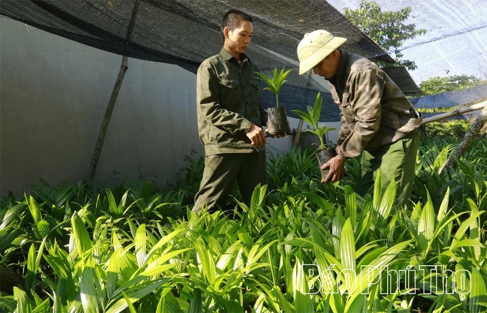Cau ngoại bén rễ, đất rừng thơm hương