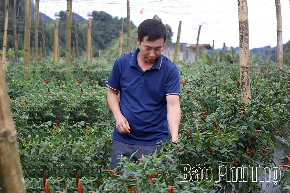 Những con đường mở lối sinh kế ở Pà Cò