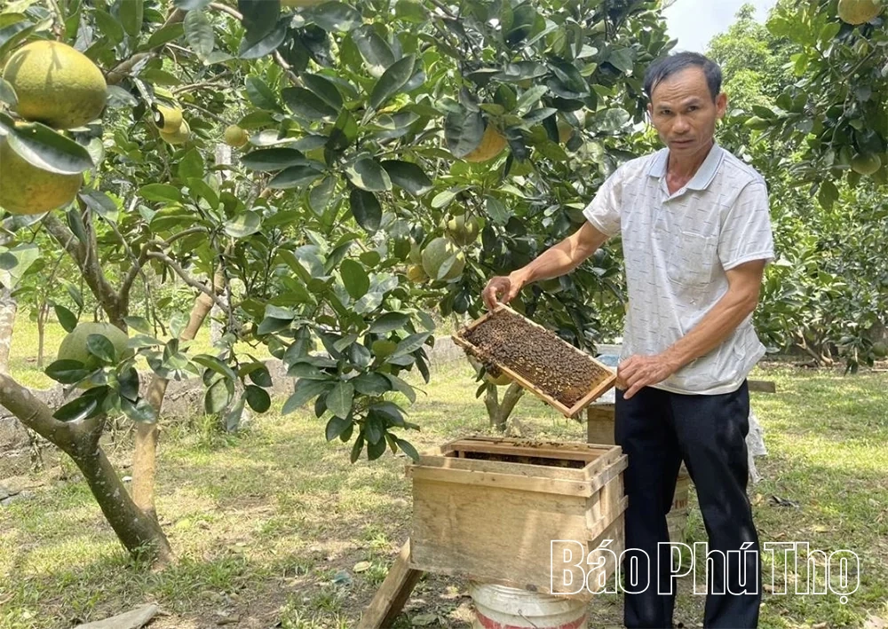 Mật ong Đoàn Kết - Vị ngọt từ núi rừng