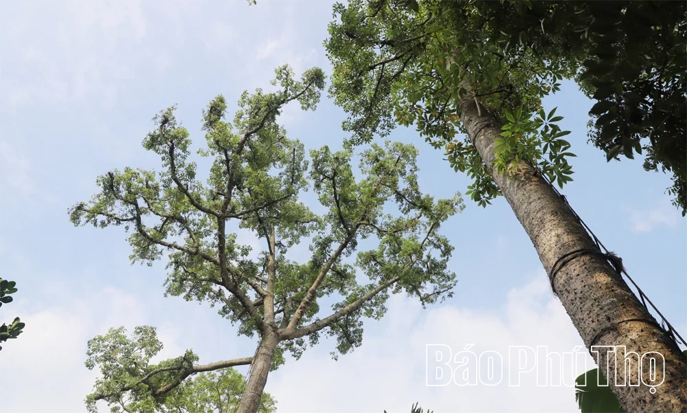 Cây “ăn bám” nhả... tiền