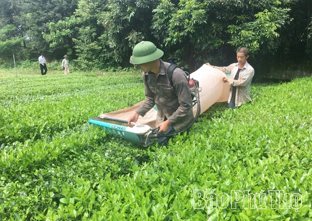 Ứng dụng tiến bộ kỹ thuật trong chăm sóc cây trồng