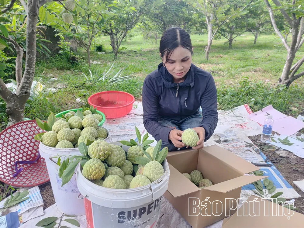 Đưa khoa học kỹ thuật vào trồng trọt