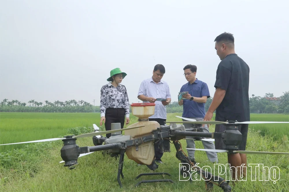 Nhân rộng diện tích lúa cấy theo mô hình giảm phát thải