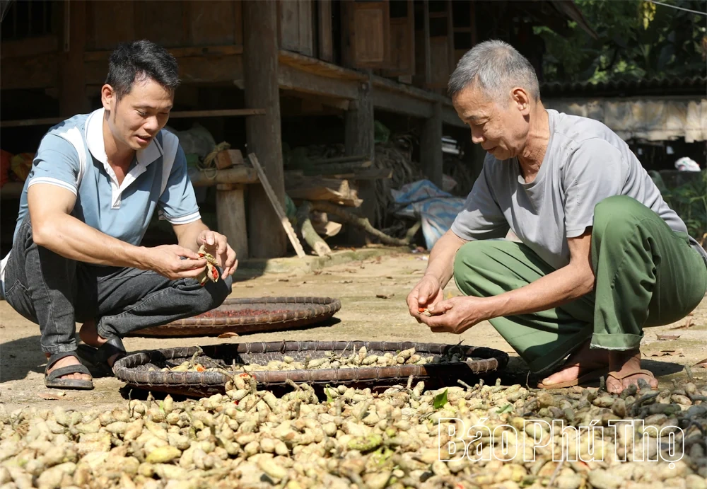Mùa dổi chín ở Mường Be