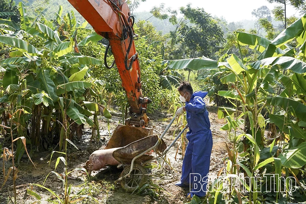 Ngăn chặn nguy cơ lây lan diện rộng dịch tả lợn châu Phi