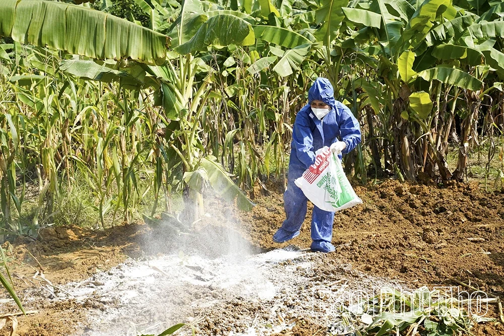 Ngăn chặn nguy cơ lây lan diện rộng dịch tả lợn châu Phi