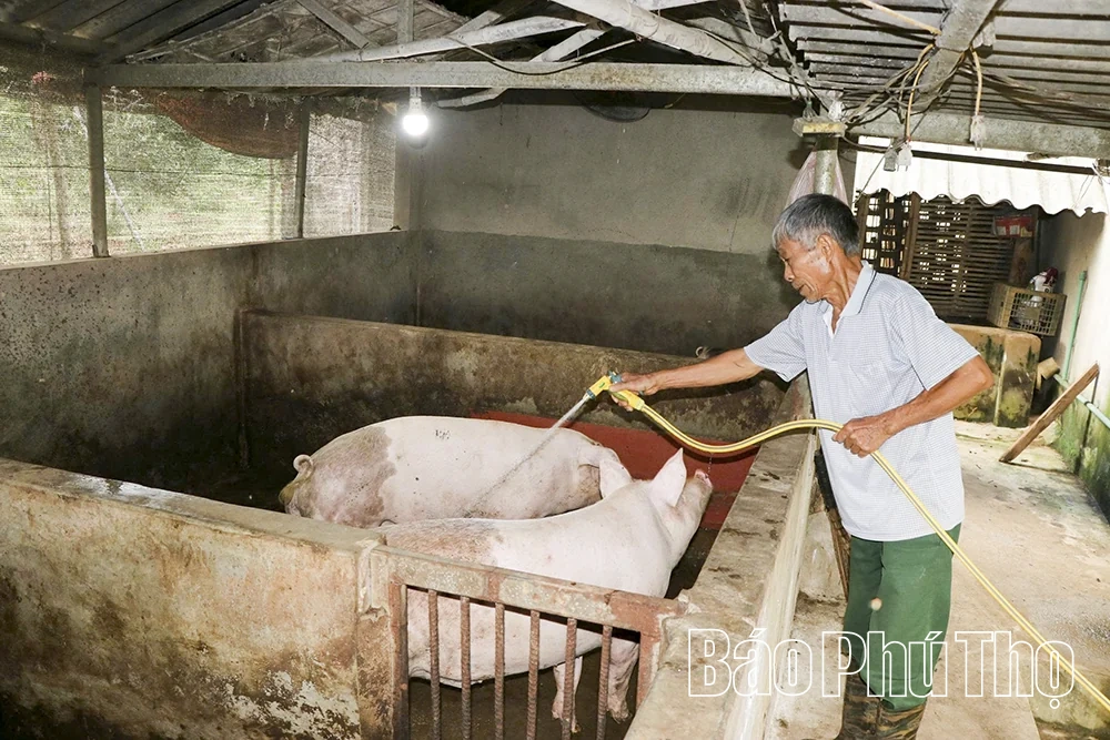 Ngăn chặn nguy cơ lây lan diện rộng dịch tả lợn châu Phi