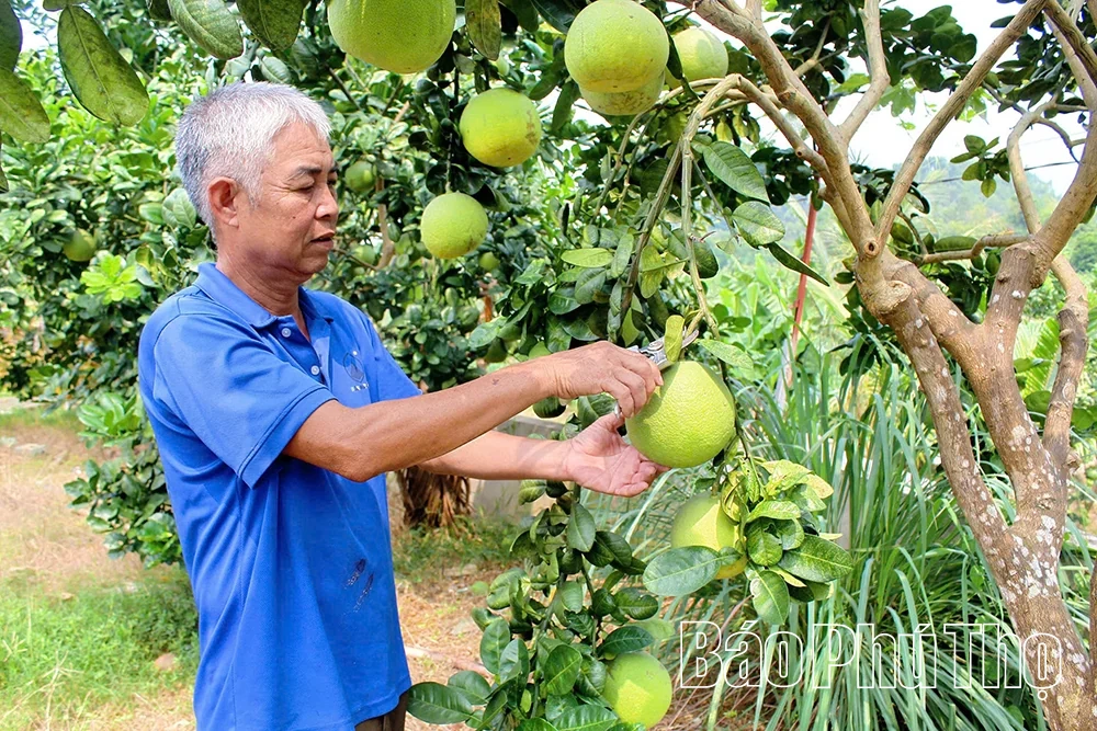 Đạo Trù chuyển mình từ các chính sách giảm nghèo