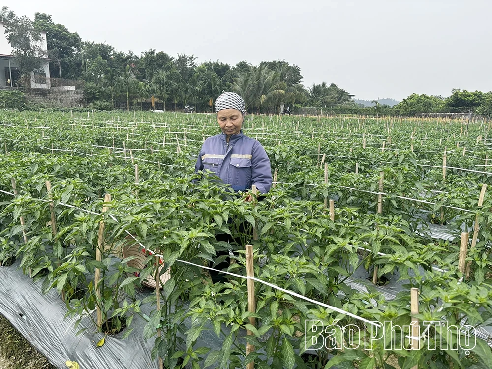 Đạo Trù chuyển mình từ các chính sách giảm nghèo