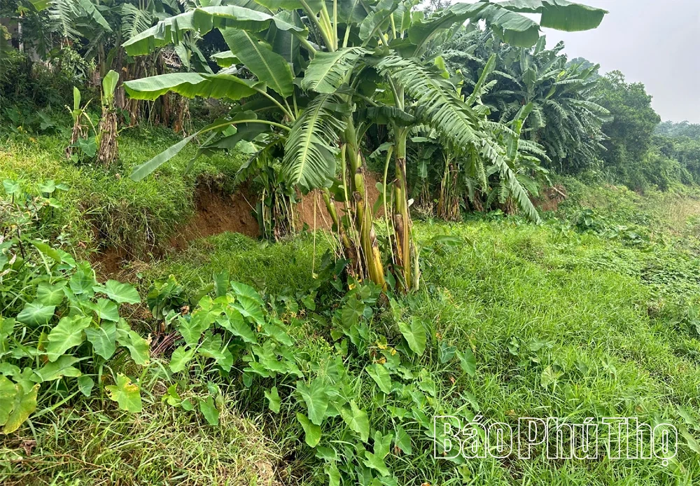 Chủ động ứng phó sự cố sạt lở bờ sông Bứa