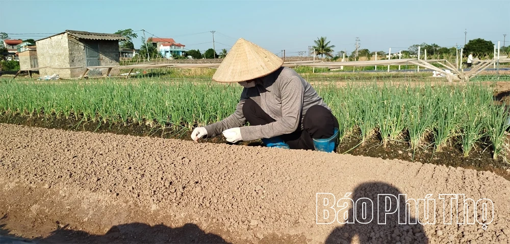 Khi vụ Đông trở thành vụ chính