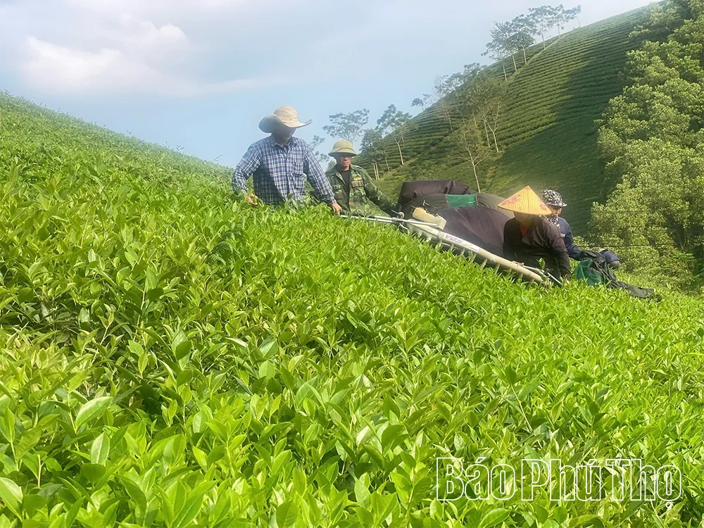 Sản xuất xanh để phát triển bền vững