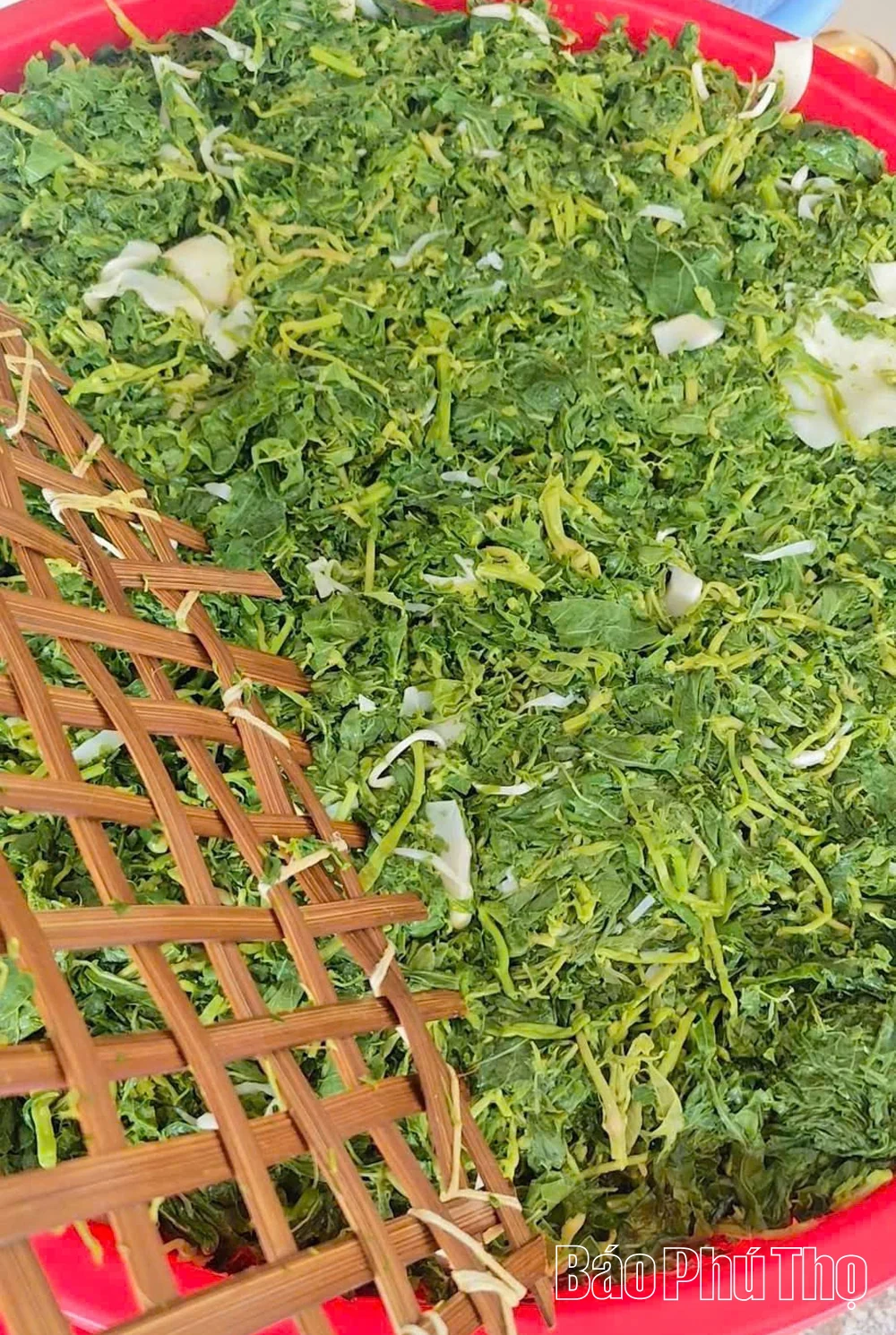 Ân tình cây sắn trung du