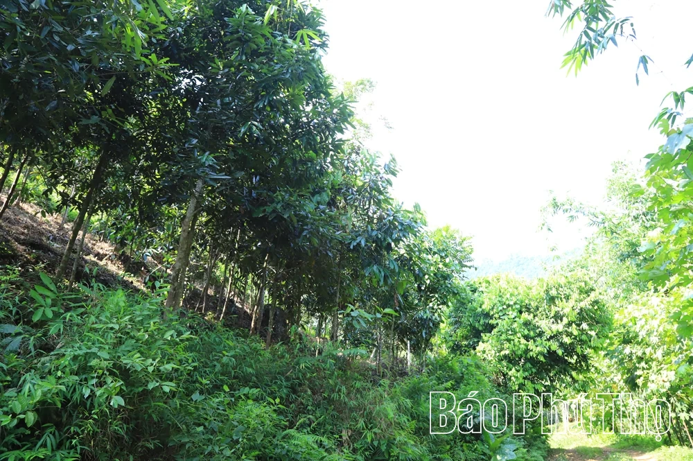 Thượng Long đẩy mạnh phát triển kinh tế đồi rừng