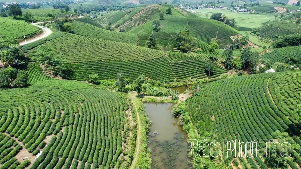 Taking the Flavor of Ancestral Land Tea Far and Wide