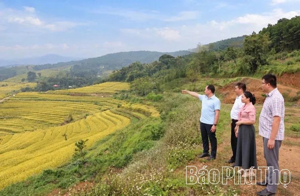 Thuong Coc Actively Prepares for the 2026 Mien Doi Terraced Field Festival